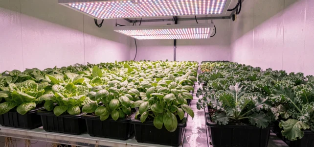 Pourquoi choisir une LED horticole professionnelle VGD pour optimiser vos cultures ? Pourquoi choisir une LED horticole professionnelle VGD pour optimiser vos cultures ?